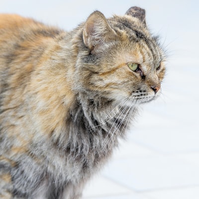 白雪上的棕色和黑色的猫